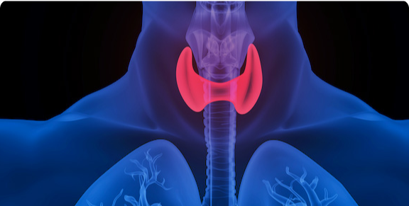 Segmentação de Imagens Médicas